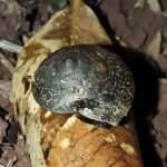 Land snails – vital components of forest ecosystems