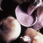 Asproinocybe sp.